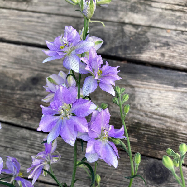 Veldridderspoor Blue Bell (Consolida ajacis) zaden