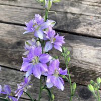 Veldridderspoor Blue Bell (Consolida ajacis) zaden