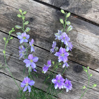Veldridderspoor Blue Bell (Consolida ajacis) zaden