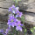 Veldridderspoor Blue Bell (Consolida ajacis) zaden