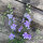 Veldridderspoor Blue Bell (Consolida ajacis) zaden