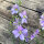 Veldridderspoor Blue Bell (Consolida ajacis) zaden