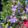 Veldridderspoor Blue Bell (Consolida ajacis) zaden