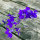 Veldridderspoor Blue Spire  (Consolida ajacis) zaden