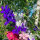 Veldridderspoor Blue Spire  (Consolida ajacis) zaden