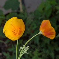 Californische slaapmuts Ballerina Mix (Eschscholzia californica) zaden