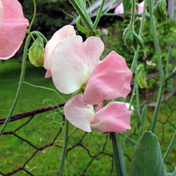 Lichtroze Reukerwt ‘Mollie Rilstone’ (Lathyrus odoratus) zaden