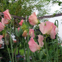 Lichtroze Reukerwt ‘Mollie Rilstone’...