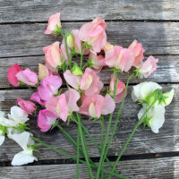 Lichtroze Reukerwt ‘Mollie Rilstone’ (Lathyrus odoratus) zaden