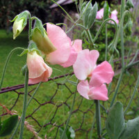 Lichtroze Reukerwt ‘Mollie Rilstone’ (Lathyrus odoratus) zaden