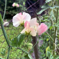 Lichtroze Reukerwt ‘Mollie Rilstone’ (Lathyrus odoratus) zaden