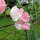 Lichtroze Reukerwt ‘Mollie Rilstone’ (Lathyrus odoratus) zaden