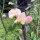 Lichtroze Reukerwt ‘Mollie Rilstone’ (Lathyrus odoratus) zaden