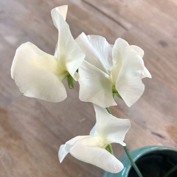 Witte pronkerwt ‘Ice Cream’ (Lathyrus odoratus) zaden