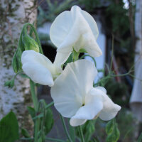 Witte pronkerwt ‘Ice Cream’ (Lathyrus odoratus) zaden