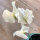 Witte pronkerwt ‘Ice Cream’ (Lathyrus odoratus) zaden
