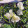 Witte pronkerwt ‘Ice Cream’ (Lathyrus odoratus) zaden