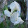 Witte pronkerwt ‘Ice Cream’ (Lathyrus odoratus) zaden