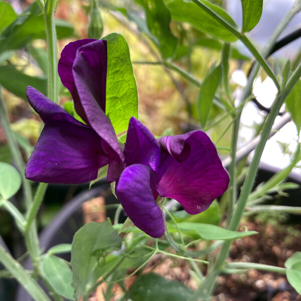 Blauw-violette pronkerwt Lord Nelson (Lathyrus odoratus) zaden