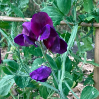 Blauw-violette pronkerwt Lord Nelson (Lathyrus odoratus) zaden