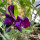 Blauw-violette pronkerwt Lord Nelson (Lathyrus odoratus) zaden