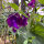 Blauw-violette pronkerwt Lord Nelson (Lathyrus odoratus) zaden
