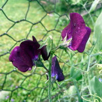 Bordeauxrode reukerwt Beaujolais (Lathyrus odoratus) zaden