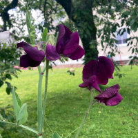 Bordeauxrode reukerwt Beaujolais (Lathyrus odoratus) zaden
