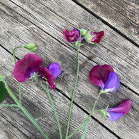 Tweekleurige pronkerwt ‘Matucana’ (Lathyrus odoratus) zaden