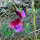 Tweekleurige pronkerwt ‘Matucana’ (Lathyrus odoratus) zaden
