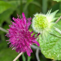 Purperen scabiosa / Weduwenbloem(Scabiosa atropurpurea) zaad