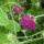 Purperen scabiosa / Weduwenbloem(Scabiosa atropurpurea) zaad