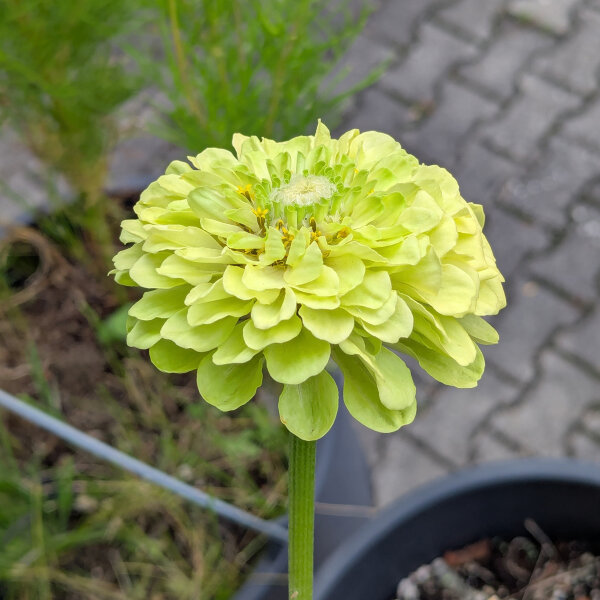 Zinnia Envy (Zinnia elegans) zaad