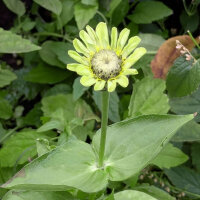 Zinnia Envy (Zinnia elegans) zaden