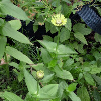 Zinnia Envy (Zinnia elegans) zaden