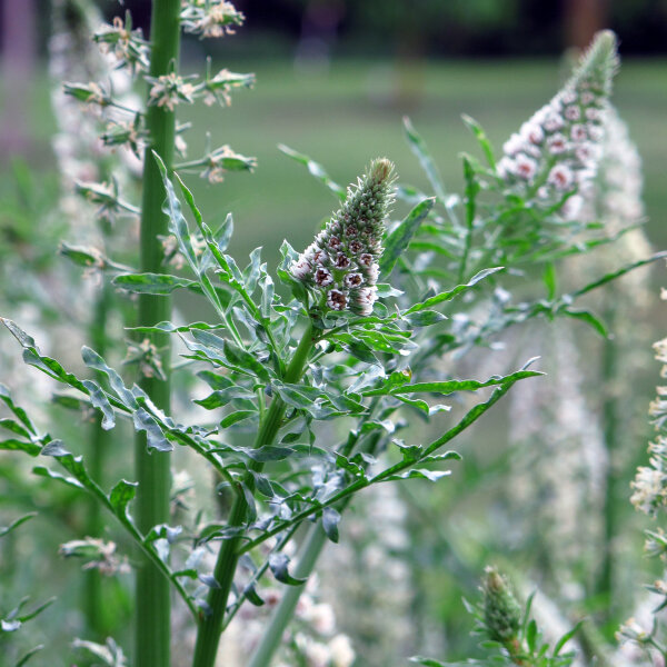 Witte reseda (Reseda alba) zaden