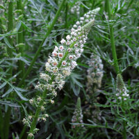 Witte reseda (Reseda alba) zaden