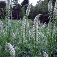 Witte reseda (Reseda alba) zaden