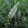 Witte reseda (Reseda alba) zaden