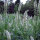 Witte reseda (Reseda alba) zaden
