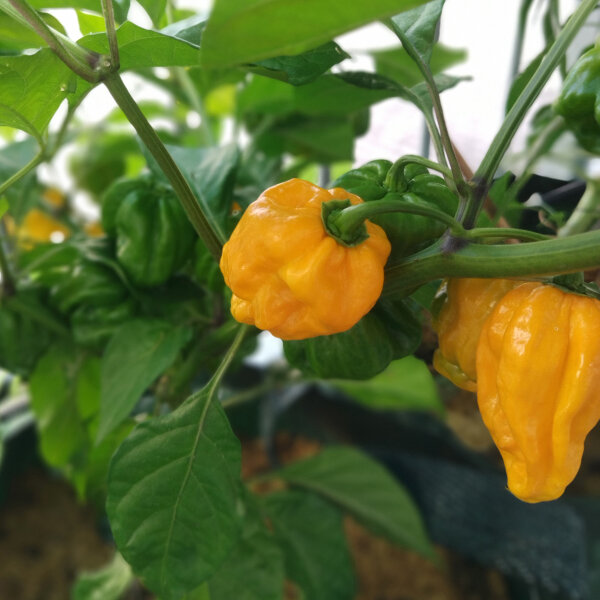 Chilipeper Trinidad Scorpion geel (Capsicum chinense) zaden