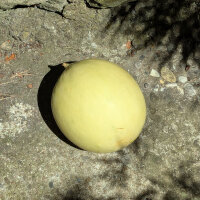 Honingmeloen Oliwin  (Cucumis melo) zaden