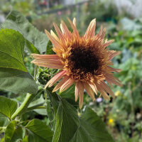 Oudroze Zonnebloem ‘Astra Rose’ (Helianthus...