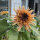 Oudroze zonnebloem ‘Astra Rose’ (Helianthus annuus) zaden