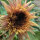Oudroze zonnebloem ‘Astra Rose’ (Helianthus annuus) zaden