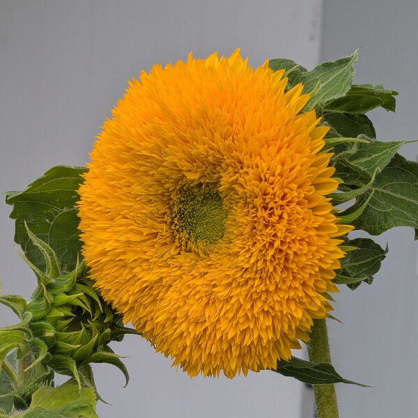 Gevulde zonnebloem Tall Sungold  (Helianthus annuus) zaden
