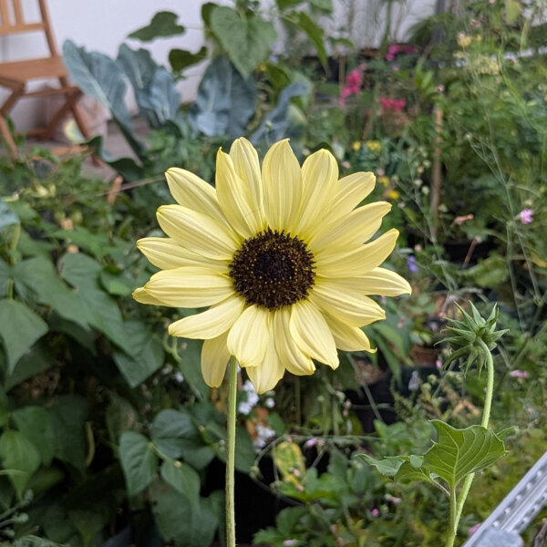 Lichtgele zonnebloem Vanilla Ice (Helianthus debilis) zaad
