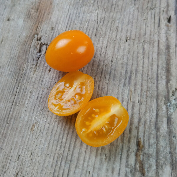 Oranje cherrytomaat ‘Figiel’ (Solanum lycopersicum) biologische zaden