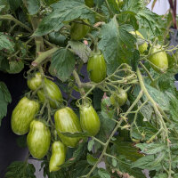 Gele struiktomaat Banana Legs (Solanum lycopersicum) zaden