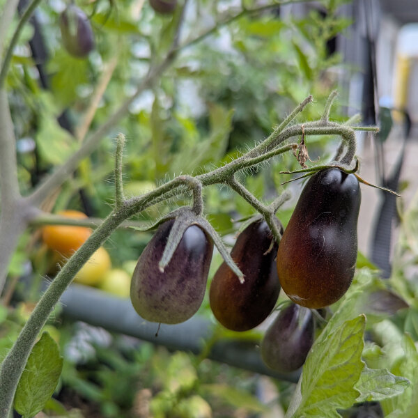 Geel-paarse cocktailtomaat ‘Indigo Pear Drops’ (Solanum lycopersicum) zaden